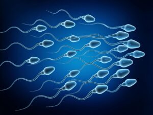 image of sperm with IUI procedure placed directly into woman’s uterus using a catheter