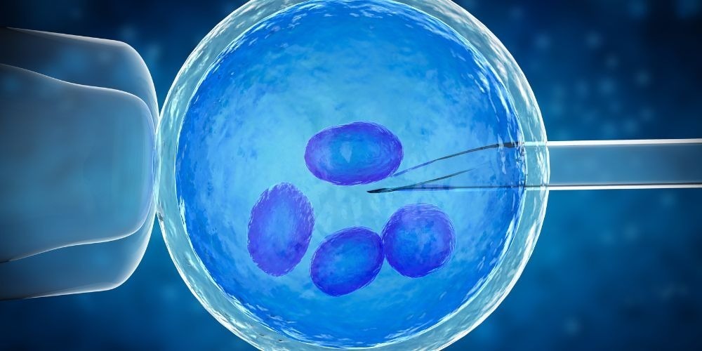 Understanding Embryo Transfers