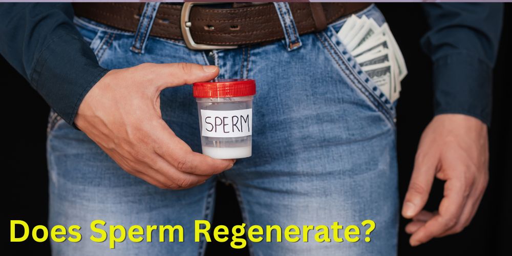 Sperm Regeneration: How long it takes sperm to regenerate