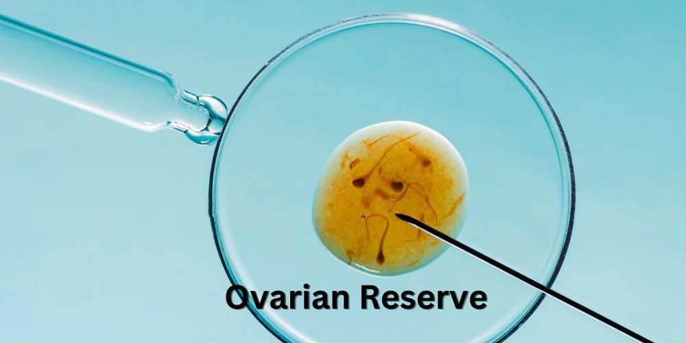 Understanding Ovarian Reserve: A Guide to Egg Count and Fertility